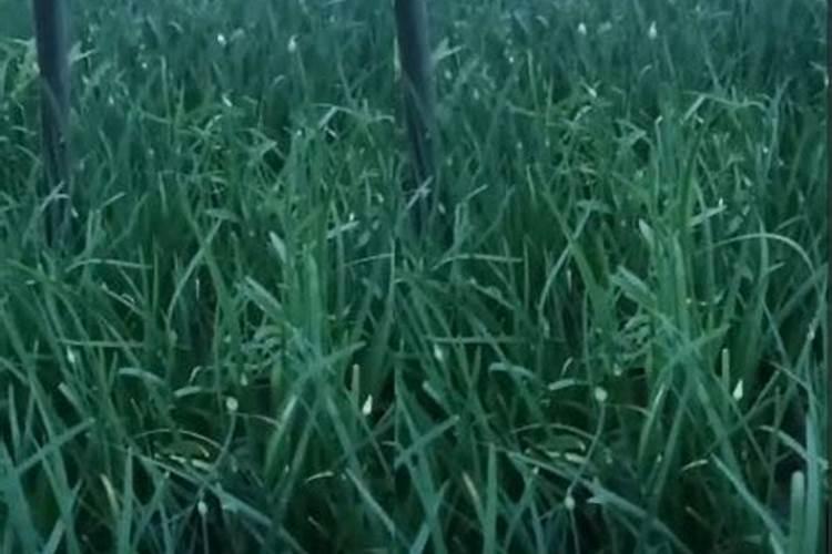 韭菜冲施磷钾肥需要冲多少？