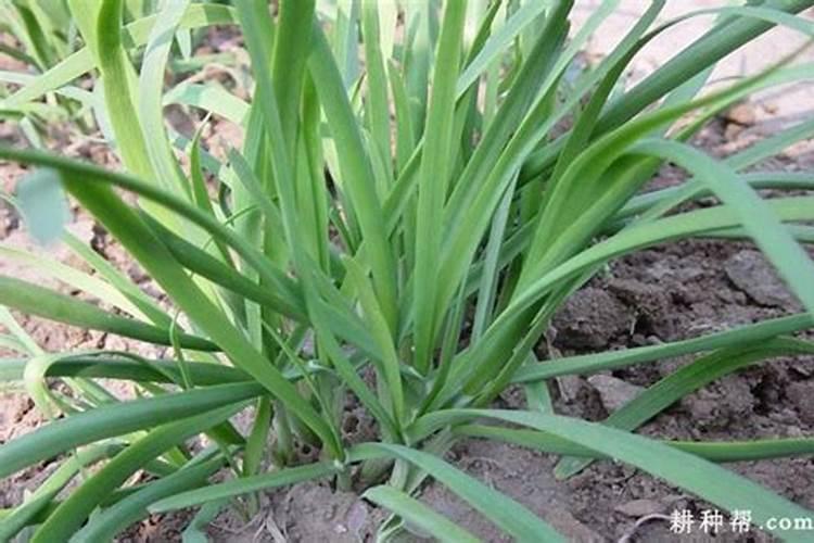 韭菜施什么肥长得又快又壮