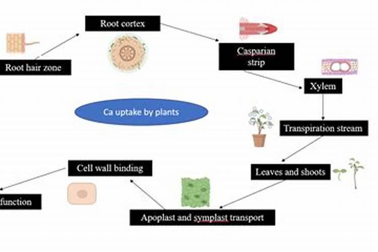 硫酸钙肥料适用什么花