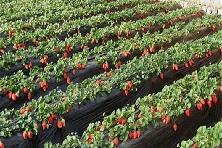 花粉多糖在农作物上的运用 花粉多糖在农作物上的运用是什么