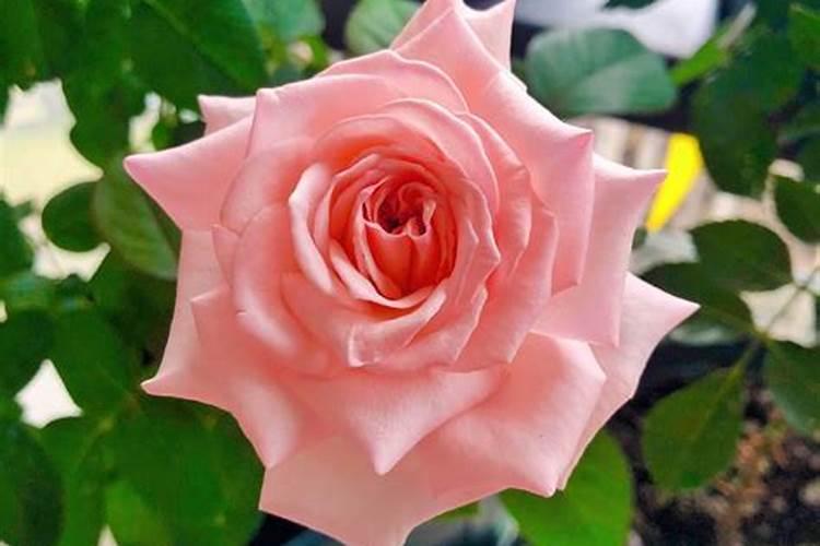 月季开花期间怎么施肥