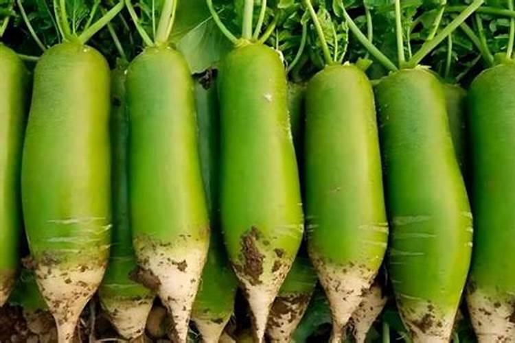 空心菜施什么肥长得快又嫩