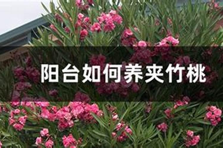水溶肥果树灌根正确方法