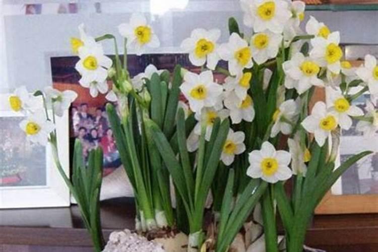 怎样养水仙花会多开花