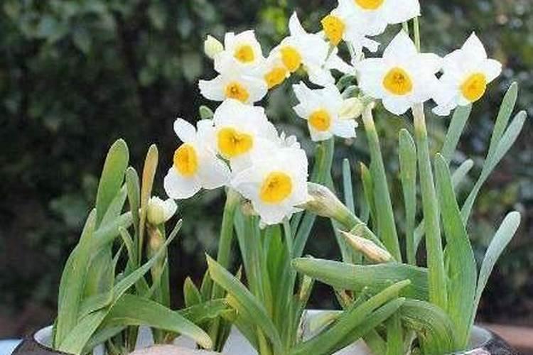 水仙花水培开花期间施肥