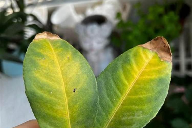 尿素可以浇月季花吗