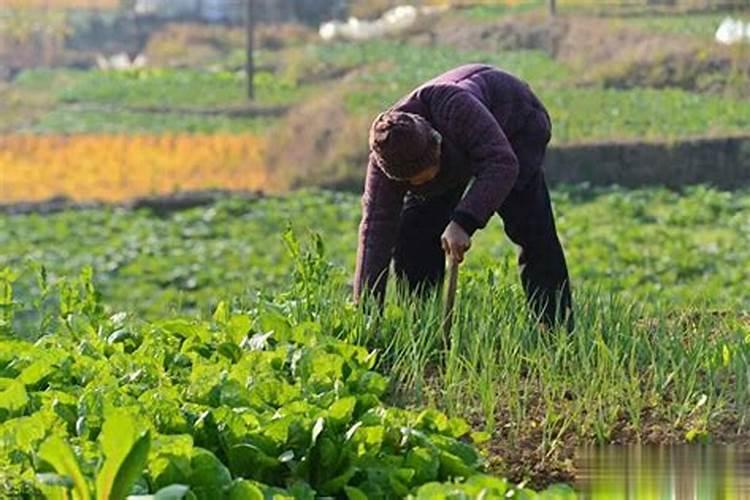 阳台花卉一般用什么肥料 阳台种菜没有肥料怎么办