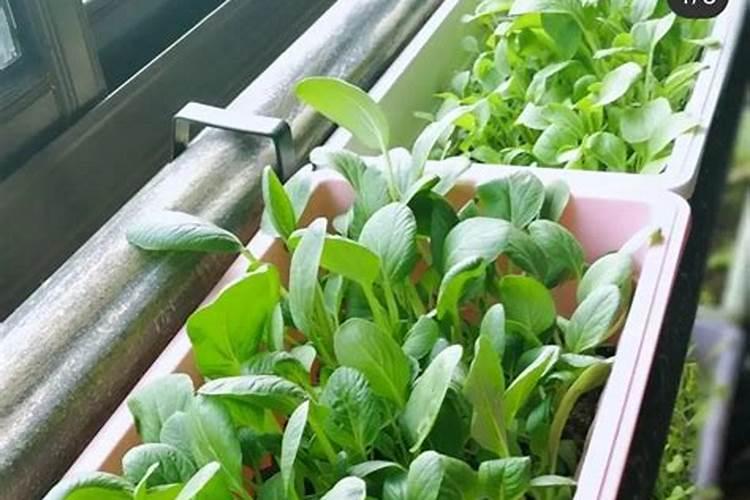 白菜后期施什么肥