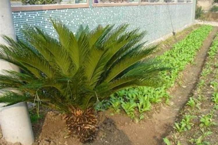 柑橘开花打什么药 除了打药还有其他养护措施吗