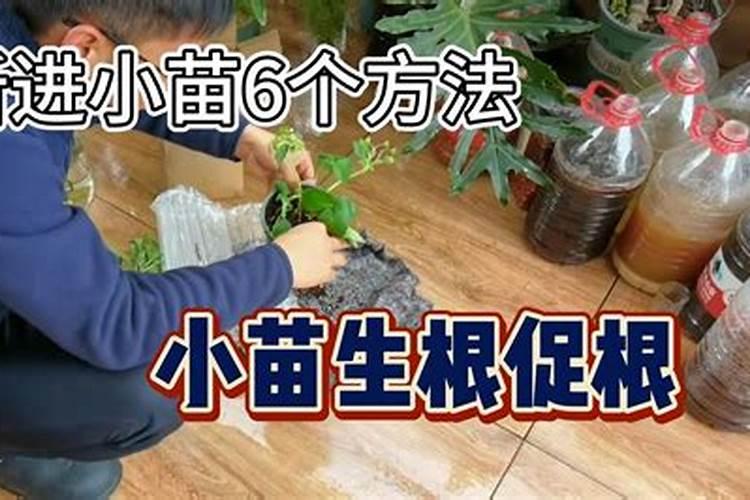 西瓜幼苗用什么生根肥好