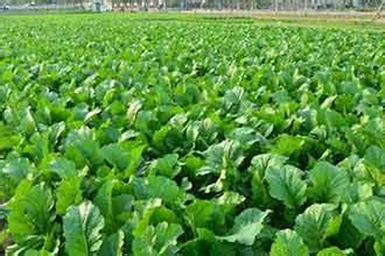 复合肥料氮磷钾过程分析检验规程