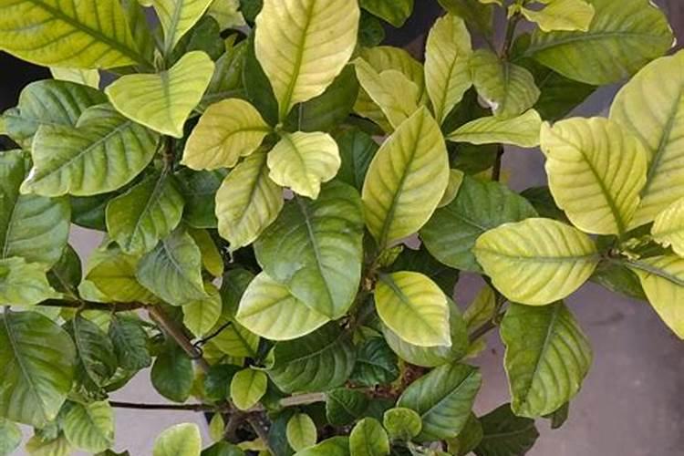 复合肥氮磷钾的测定方法