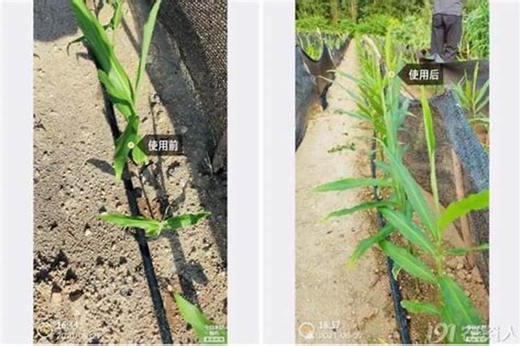 高产大姜施肥方法 姜如何施肥