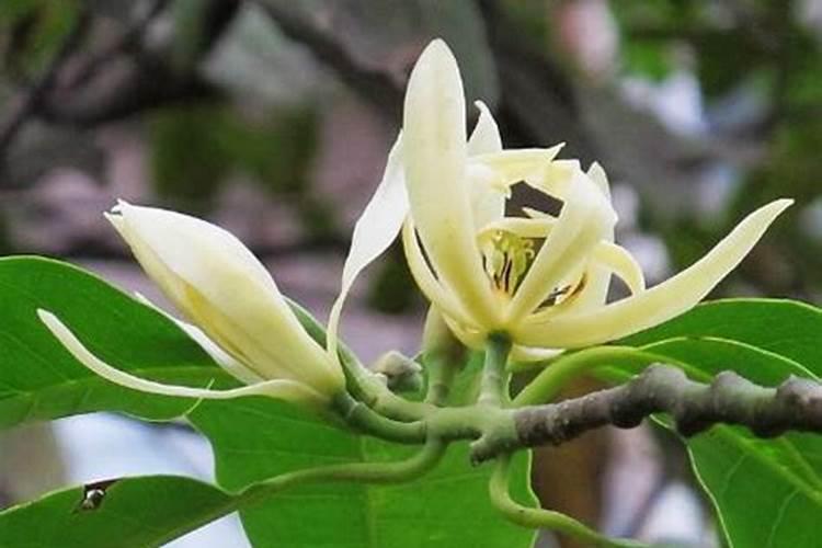 几年的黄桷兰枝干发黑枯萎怎么办？