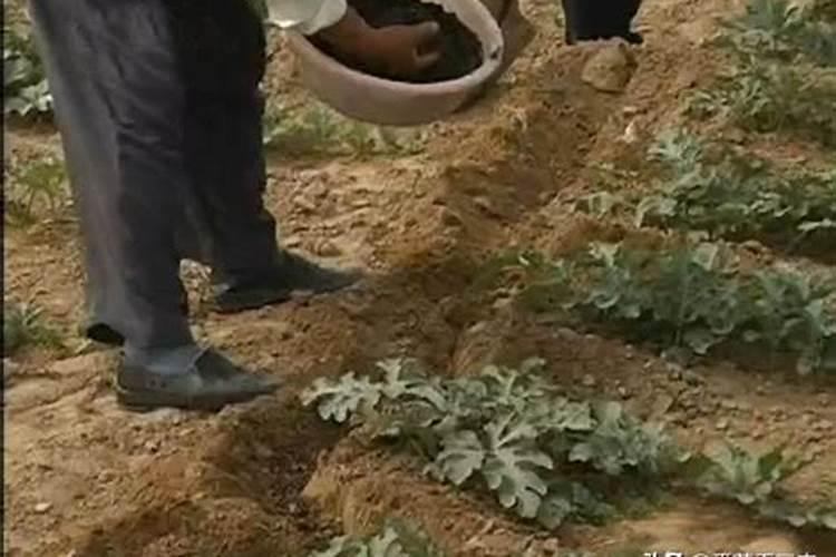 瓜苗移栽田间打什么药