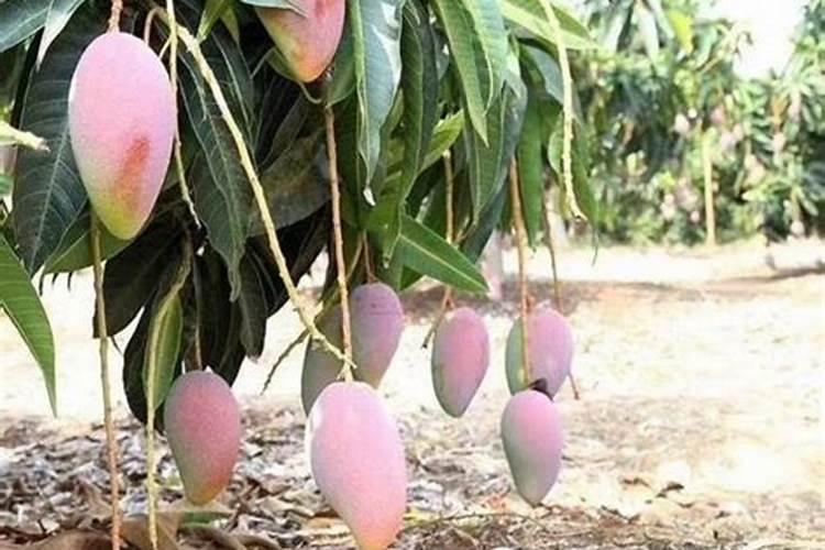 芒果开花期的管理技术