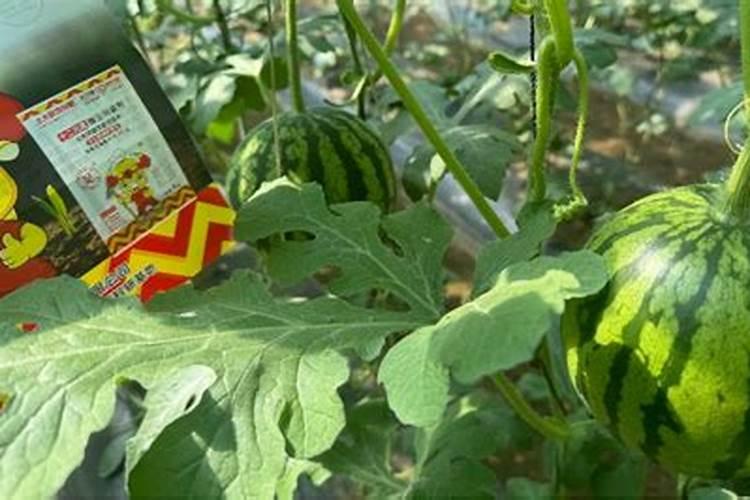 豌豆长在哪里 栽培中应多施磷肥