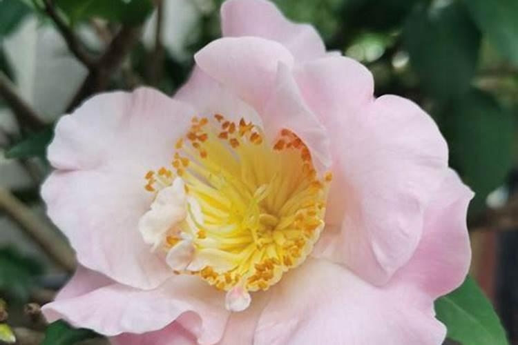 自制的鱼骨粉养花怎么用？