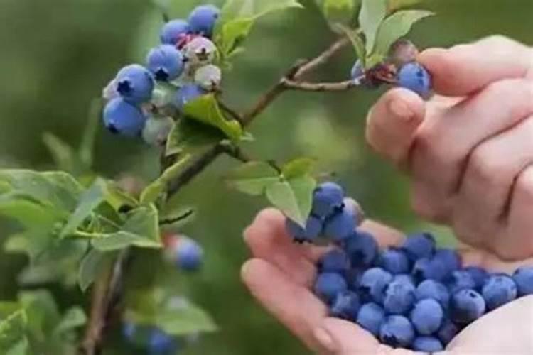 蓝莓结果后怎么施肥 蓝莓开花前用什么肥好