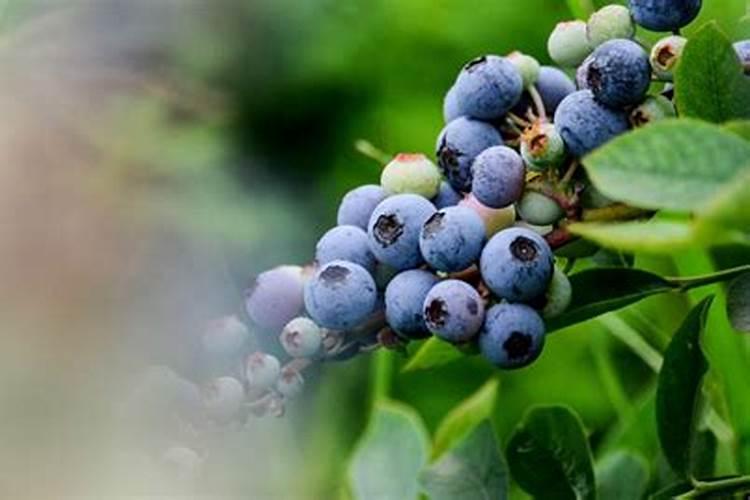 刚栽的蓝莓苗能都打壮多收？