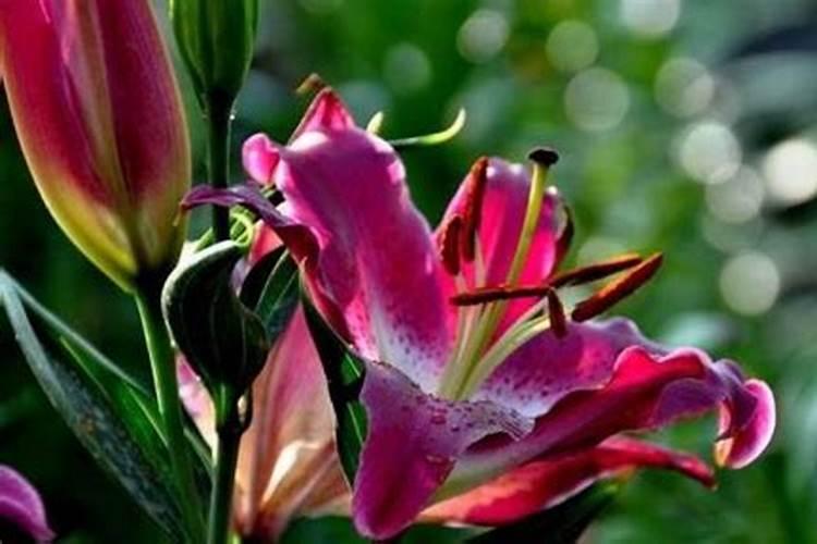 百合长花苞后要怎么养