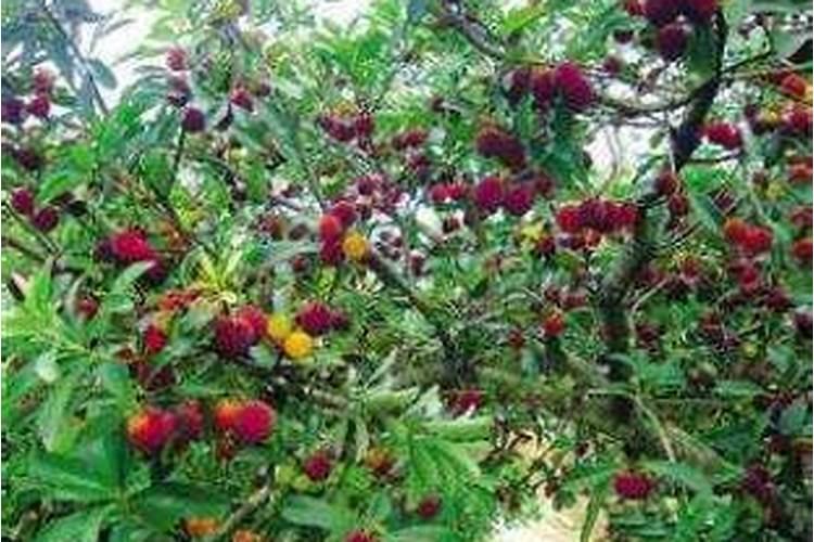 硼肥在杨梅膨果时期能