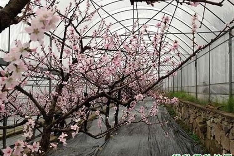 大樱桃什么时间喷硼肥提高结果率？