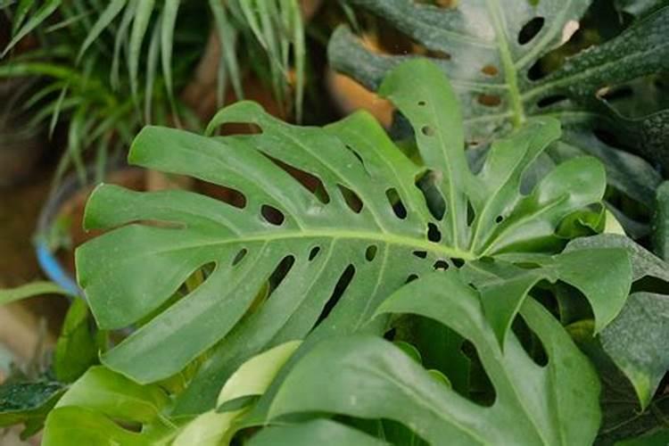 花生喷施钙肥最佳时间 什么时候使用合适