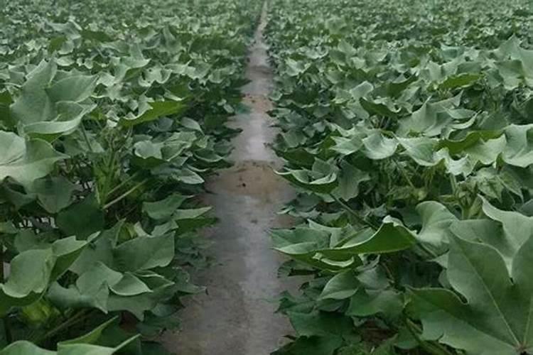 棉花花铃期施肥很重要,棉花花铃期怎么施肥？