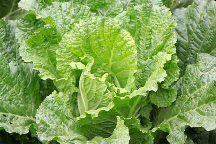 玫瑰花施什么肥料最好