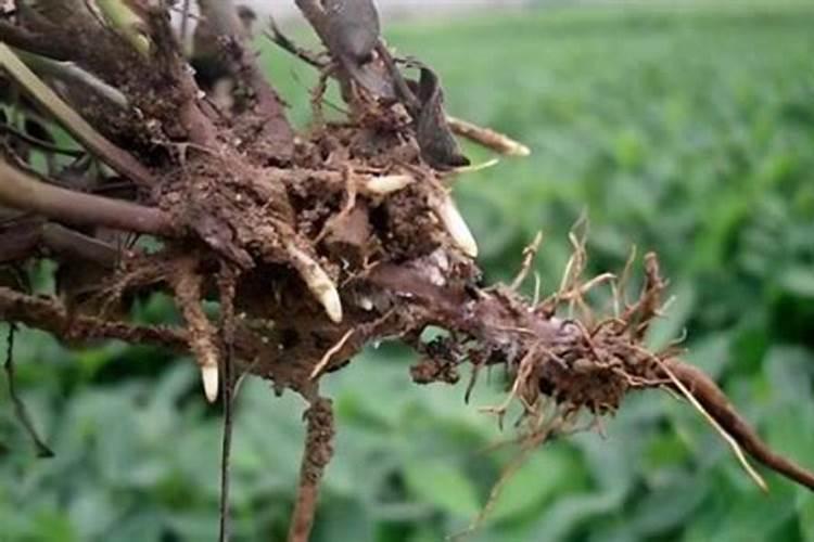 大豆黄叶病用什么药效果好