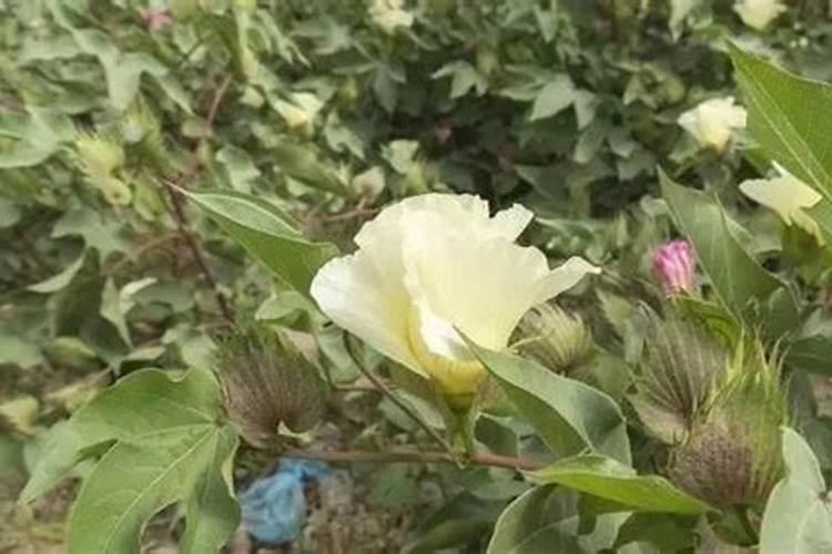 怎么用黄豆做花肥？