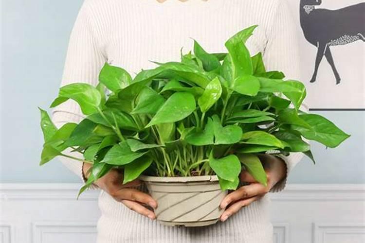 绿萝多久施肥一次 绿萝的施肥方法