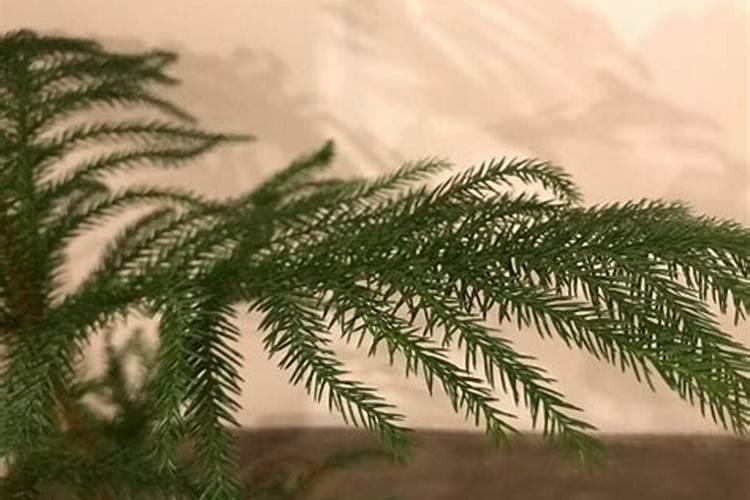 重庆水果批发市场在哪里