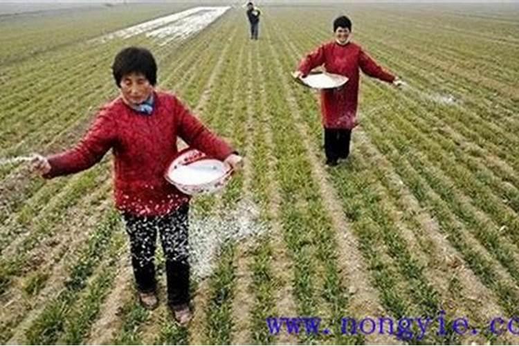 硫氮肥追玉米不盖土行吗？