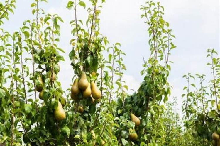 梨树壮果肥什么时候施好？梨树专用膨果叶面肥哪种好