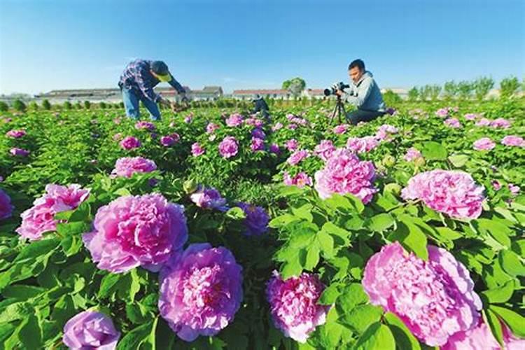 牡丹叶面肥打什么