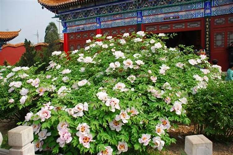 牡丹叶面肥打什么 喷肥注意事项