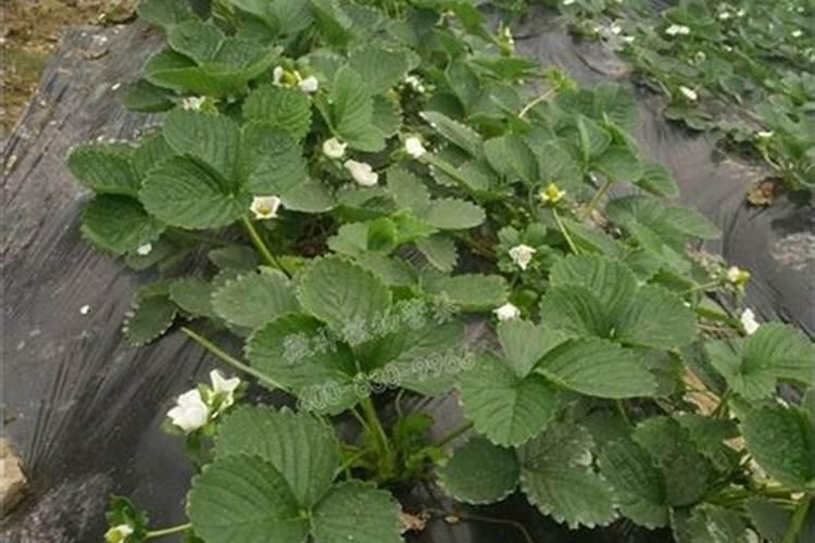 一般给草莓施什么肥最好