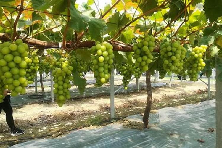 磷酸二氢钾一亩葡萄喷叶面肥用多少