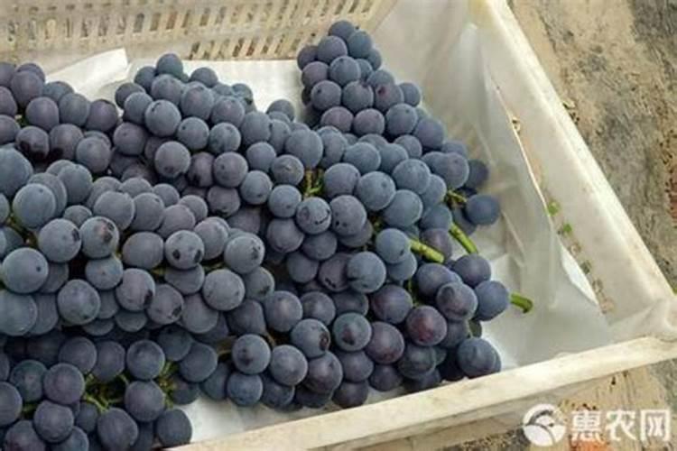 辽宁沈阳特产:永乐葡萄