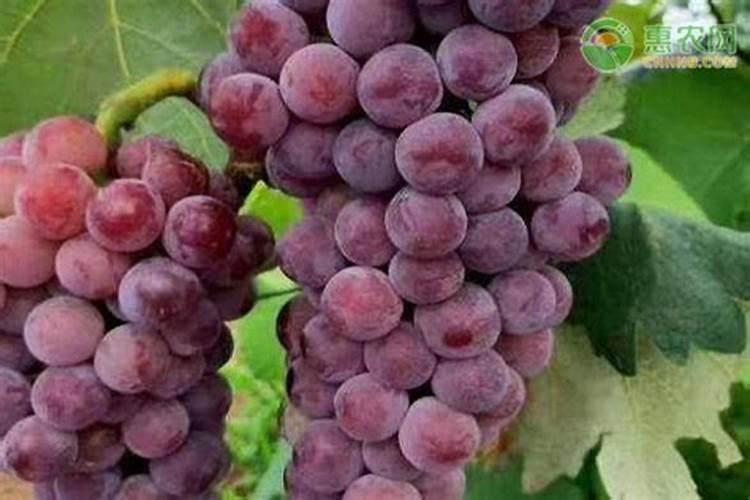 果树专用增产膨果叶面肥料？果树专用叶面肥什么牌子的好？