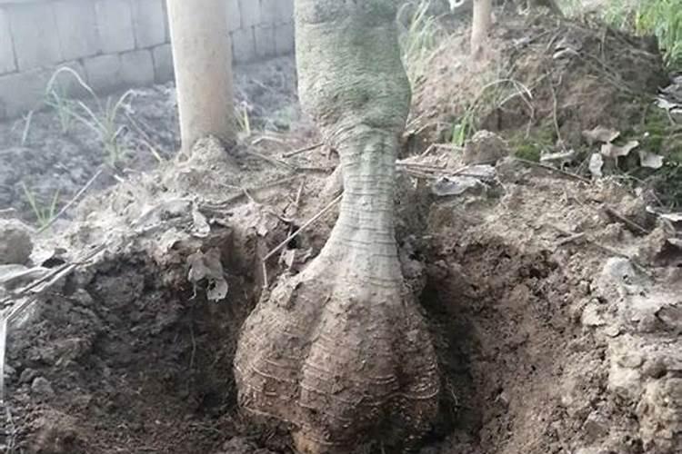 葡萄苗一亩地栽多少棵