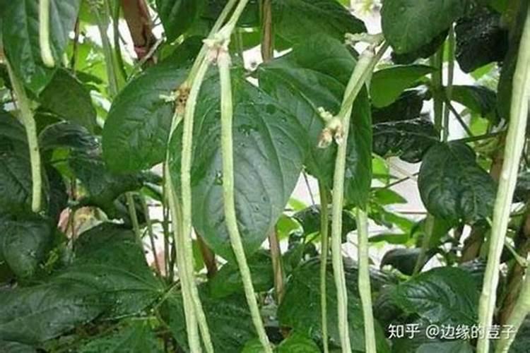 番茄卷叶最佳配方