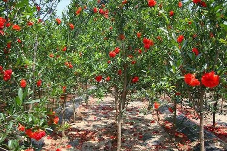 红石榴用什肥料最好