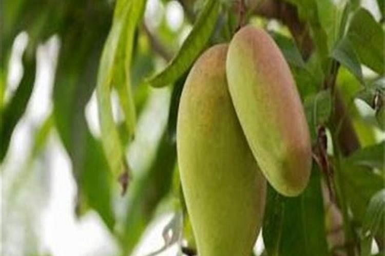 芒果树氮过旺不会开花怎么办