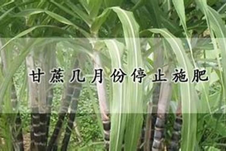 沼气液怎么利用