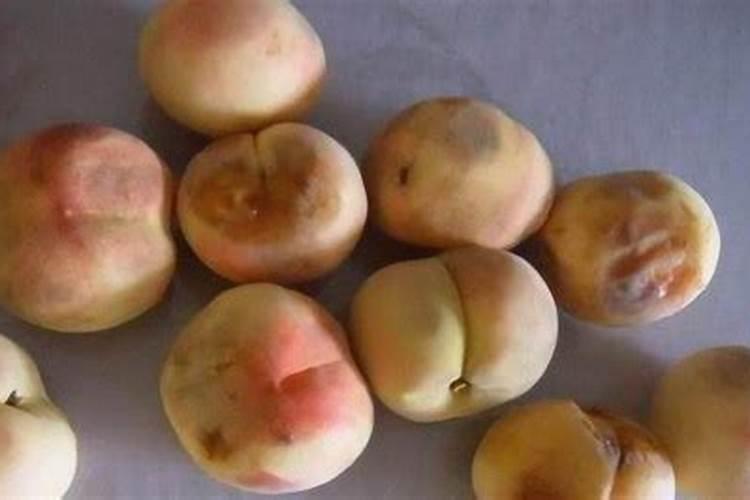 发霉后的桃子水浇花发酵后的桃子渣上什么树比教好？