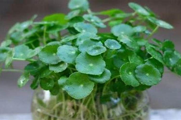 铜钱草可以用氮肥吗