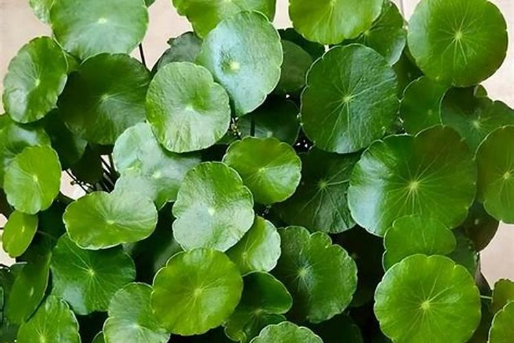 铜钱草黄叶了怎么办？